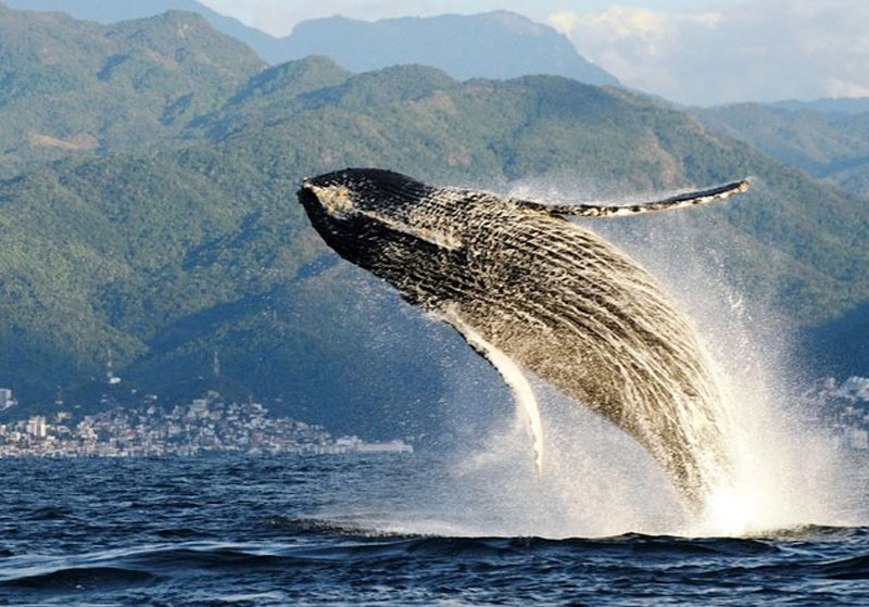 Whale Whatching
